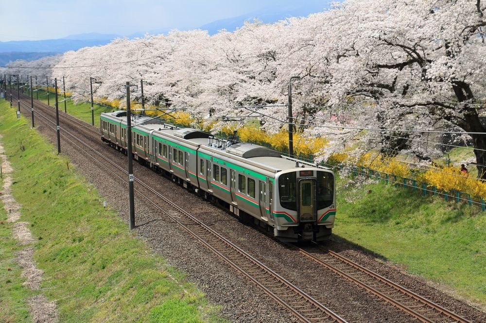 🌉 시바타 센오쿄 (일목천본벚꽃) 이미지 1